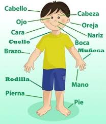 La imagen muestra un dibujo animado de un niño con etiquetas que señalan diferentes partes del cuerpo.  Las partes del cuerpo son: Cabello , Ojo , Cara , Cuello , Brazo , Rodilla , Pierna , Pie , Cabeza , Oreja , Nariz , Boca , Mano  y Muñeca . El niño lleva una camiseta amarilla y pantalones cortos azules.